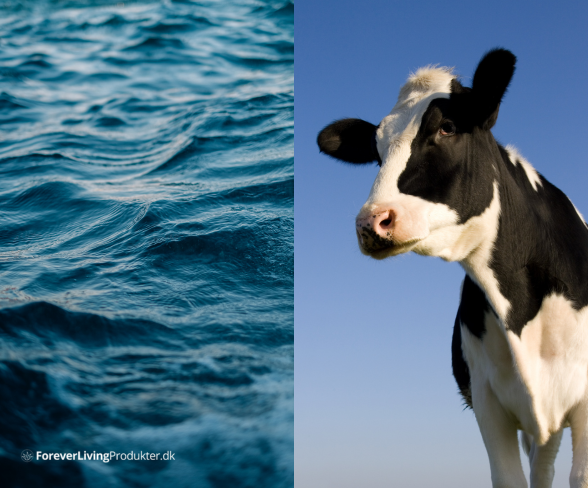 Marine kollagen eller bovine kollagen